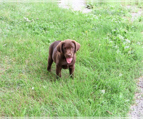 Medium Photo #4 Labrador Retriever Puppy For Sale in SYRACUSE, IN, USA