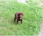Small #3 Labrador Retriever
