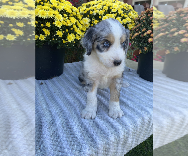 Medium Photo #2 Aussiedoodle Puppy For Sale in CENTER, KY, USA