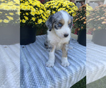 Small Photo #2 Aussiedoodle Puppy For Sale in CENTER, KY, USA