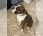 Small #2 Boxer