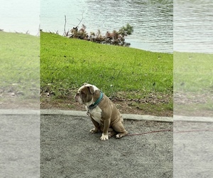 American Bulldog-Olde English Bulldogge Mix Dogs for adoption in WINDER, GA, USA