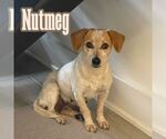 Small #3 Dachshund Mix