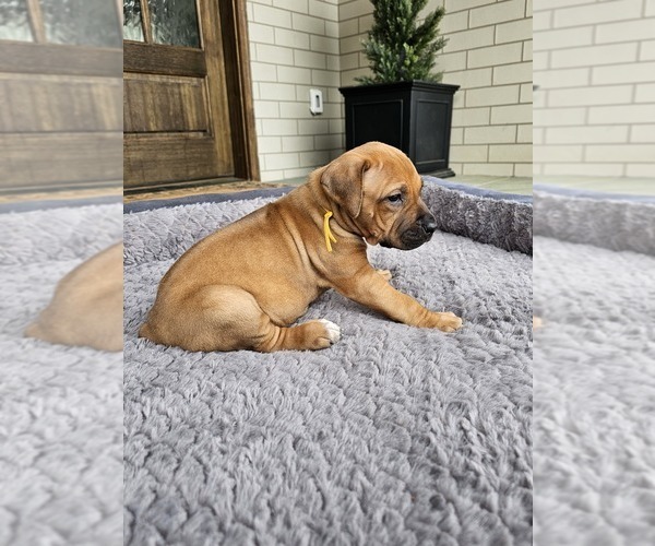 Medium Photo #3 Rhodesian Ridgeback Puppy For Sale in BUMPASS, VA, USA