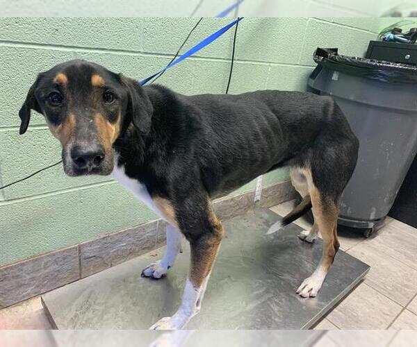 Medium Photo #1 German Shepherd Dog-Unknown Mix Puppy For Sale in Grand Prairie, TX, USA