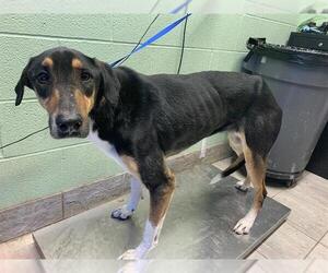 German Shepherd Dog-Unknown Mix Dogs for adoption in Grand Prairie, TX, USA