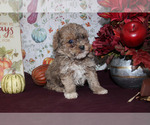 Small #31 Poodle (Toy)