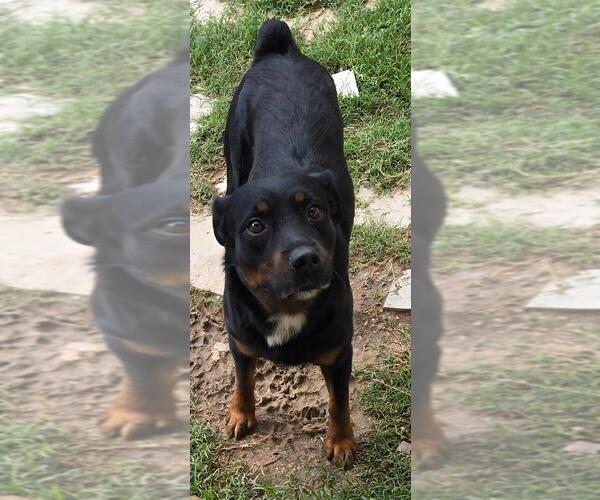 Medium Photo #2 Rottweiler Puppy For Sale in San Antonio, TX, USA