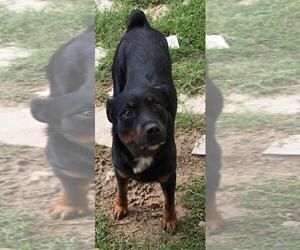 Skip - Female Rottweiler Dog for Adoption - Photo #2