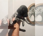 Puppy dark blue Miniature Australian Shepherd