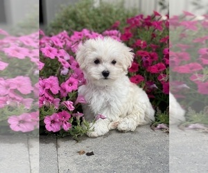 Maltipoo Puppy for sale in CANOGA, NY, USA