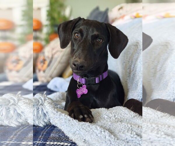Medium Photo #6 Labrador Retriever-Unknown Mix Puppy For Sale in Fort Worth, TX, USA