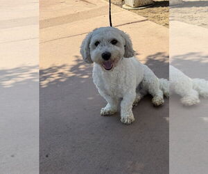 Lhasa-Poo Dogs for adoption in Mission Viejo, CA, USA