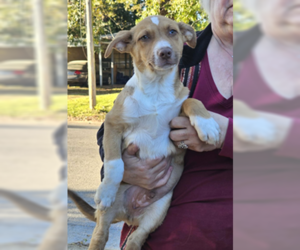 Mutt Dogs for adoption in Wakefield, RI, USA