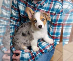 Pembroke Welsh Corgi Puppy for sale in HARTWELL, GA, USA