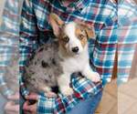 Small Photo #1 Pembroke Welsh Corgi Puppy For Sale in HARTWELL, GA, USA