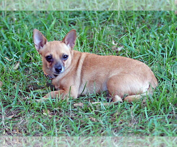 Medium Photo #2 Chihuahua Puppy For Sale in Rosenberg, TX, USA