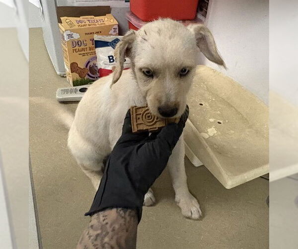 Medium Photo #1 Mutt Puppy For Sale in Corona, CA, USA