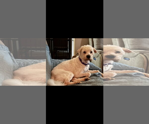 Medium Photo #1 Poodle (Miniature)-Unknown Mix Puppy For Sale in Thomasville, NC, USA