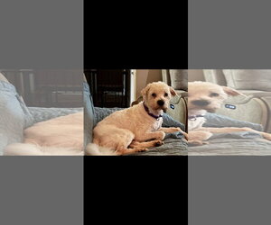 Poodle (Miniature)-Unknown Mix Dogs for adoption in Thomasville, NC, USA