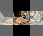 Small Poodle (Miniature) Mix
