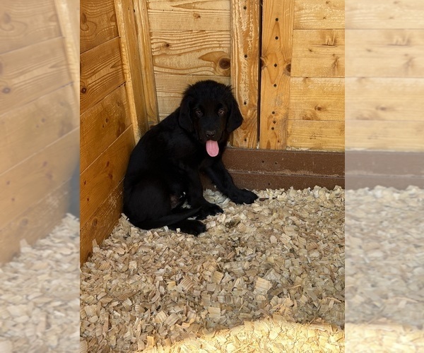 Medium Photo #5 Newfoundland Puppy For Sale in WAUSEON, OH, USA