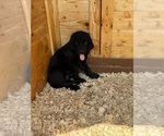 Small #4 Newfoundland