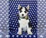 Small Photo #3 Siberian Husky Puppy For Sale in QUARRYVILLE, PA, USA