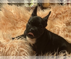 French Bulldog Puppy for sale in BOSTON, MA, USA