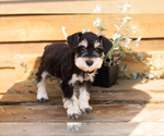 Small #2 Schnauzer (Miniature)