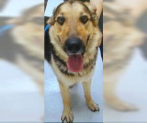 German Shepherd Dog Dogs for adoption in Pampa, TX, USA