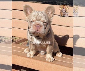 Father of the French Bulldog puppies born on 01/24/2024