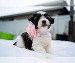 Puppy 3 Maltipoo