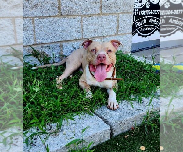 Medium Photo #2 American Staffordshire Terrier-Unknown Mix Puppy For Sale in Perth Amboy, NJ, USA