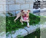Small #1 American Staffordshire Terrier Mix