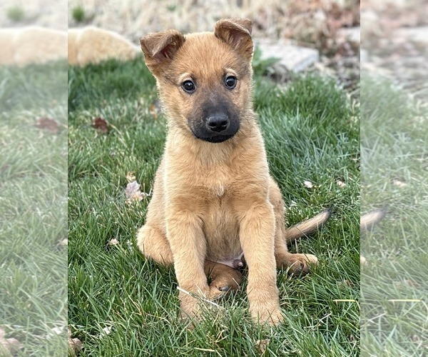 Medium Photo #8 German Shepherd Dog-Unknown Mix Puppy For Sale in MIDWAY, UT, USA
