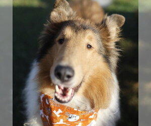 Collie Dogs for adoption in San Antonio, TX, USA