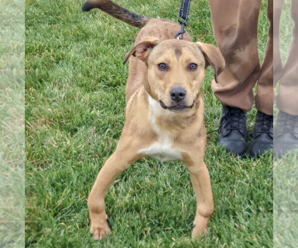 Medium Photo #3 Boxador Puppy For Sale in Huntley, IL, USA