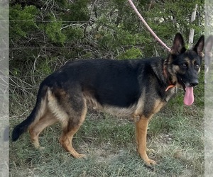 German Shepherd Dog Puppy for sale in BURNET, TX, USA
