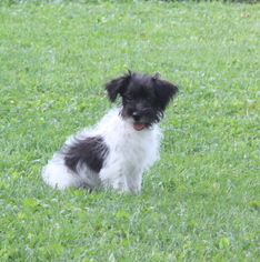 Medium Jack Russell Terrier-Poodle (Toy) Mix