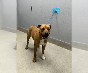 Mutt Dogs for adoption in Las Vegas, NV, USA