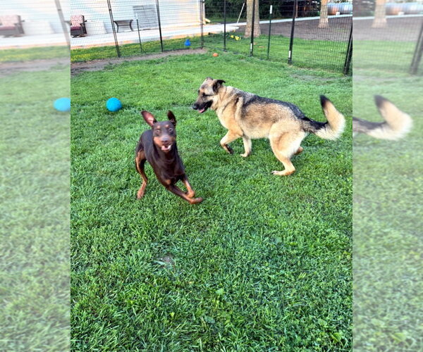 Medium Photo #8 Doberman Pinscher Puppy For Sale in Buffalo, MN, USA