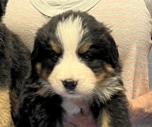 Bernese Mountain Dog Puppy for sale in SCOTTSDALE, AZ, USA