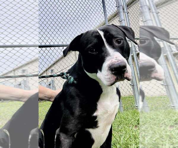 Medium Photo #2 Mutt Puppy For Sale in Abbeville, LA, USA