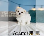 Small Photo #18 Maltese Puppy For Sale in COOKEVILLE, TN, USA