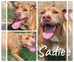 Small #3 American Staffordshire Terrier