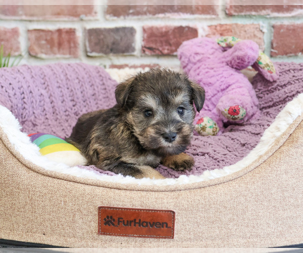 Medium Photo #7 Schnauzer (Miniature) Puppy For Sale in SYRACUSE, IN, USA