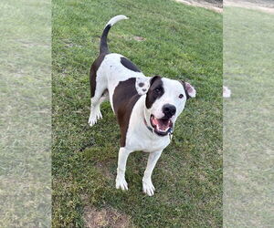 Watson - Male Labrador Retriever-Unknown Mix Dog for Adoption - Photo #4