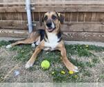 Small Treeing Walker Coonhound Mix