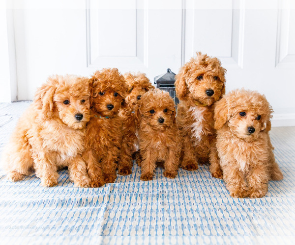 Medium Photo #1 Poodle (Toy) Puppy For Sale in WAKARUSA, IN, USA